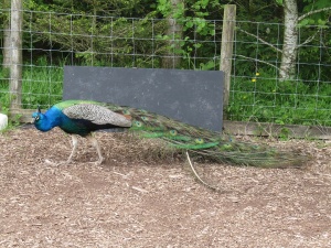 Meredith Emma Lacey 056.JPG