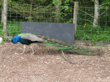 Meredith Emma Lacey 056.JPG