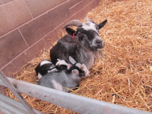 Meredith Emma Lacey 041.JPG