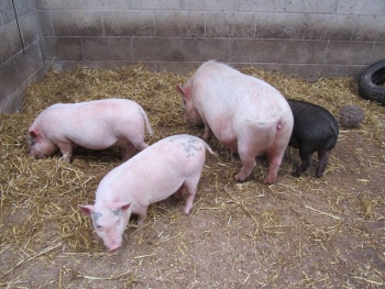 Meredith Emma Lacey 042.JPG